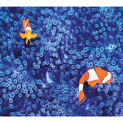 Clown Fish