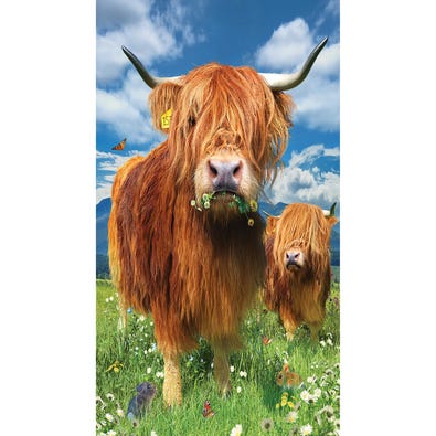 Highland Cattle