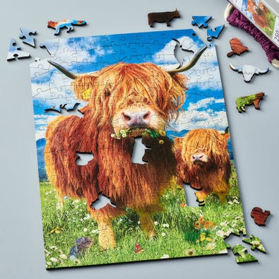 Highland Cattle