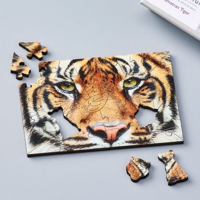 Sumatran Tiger