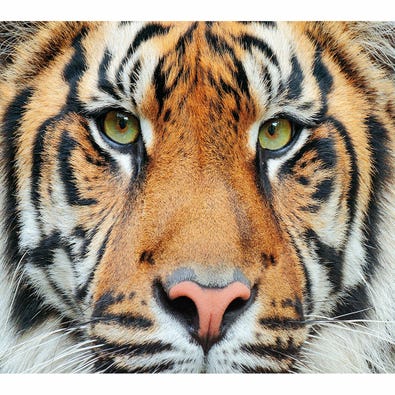Sumatran Tiger