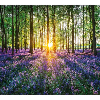 Bluebells