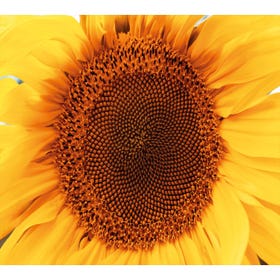 Sunflower Face