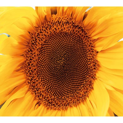 Sunflower Face