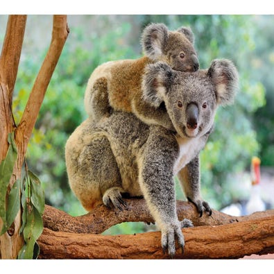Mother and Joey