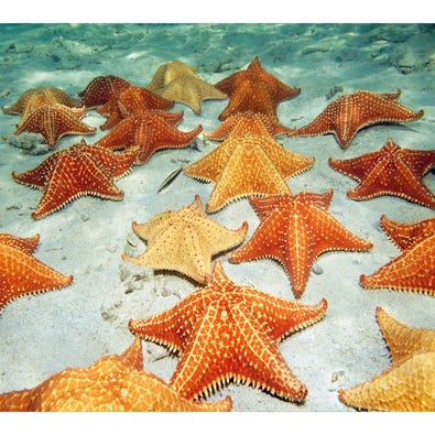 Star Fish