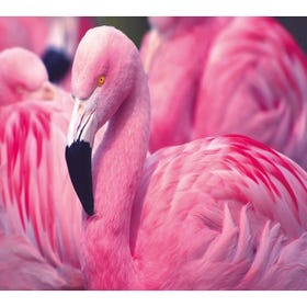 Chilean Flamingo