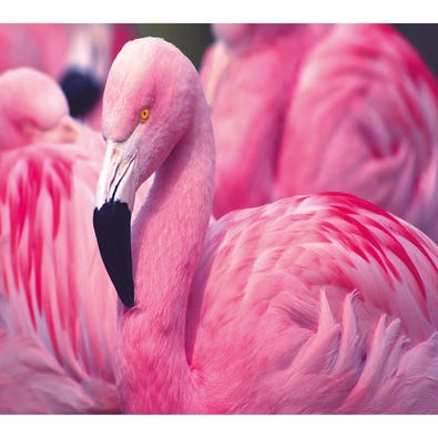Chilean Flamingo