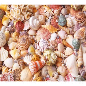 Seashells