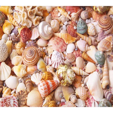 Seashells