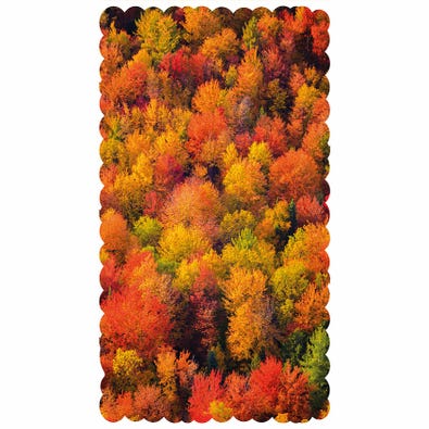 Fall Foliage
