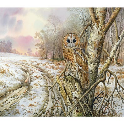 Tawny Owl