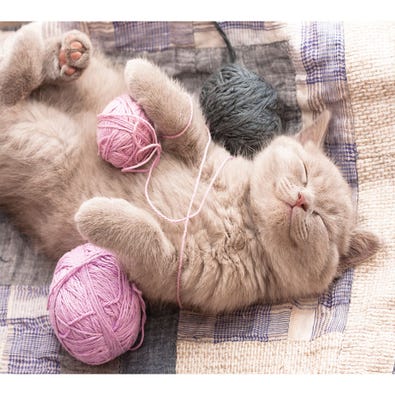 Kitten Sleeping