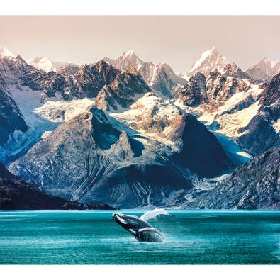 Alaskan Whale