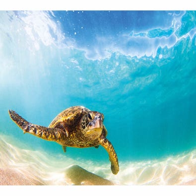 Green Sea Turtle