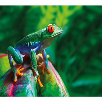 Red-Eyed Tree Frog
