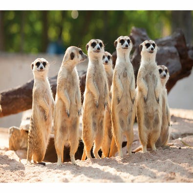 Meerkat Family