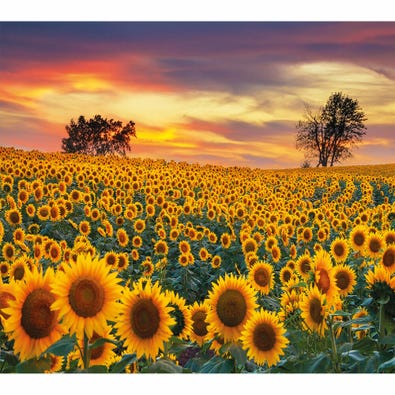 Sunflower Field