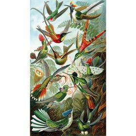 Hummingbirds - Ernst Haeckel