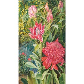 Flowers of the Waratah, of New South Wales - Marianne North