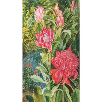 Flowers of the Waratah, of New South Wales - Marianne North
