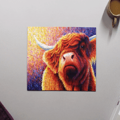 Highland Cow